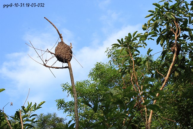 舉尾蟻的巢築於樹幹上方