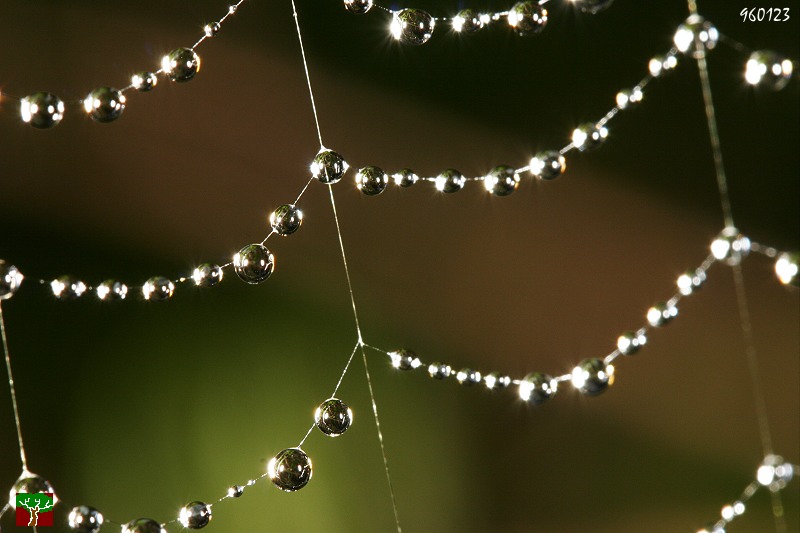 這些晶瑩的珍珠掛在絲網上，只有相機最懂得欣賞它美。