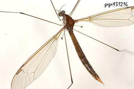 Tipula (Indotipula) yamata 