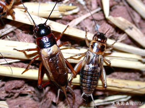 黃斑黑蟋蟀若蟲