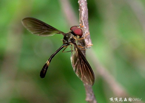 Episyrphus sp.  