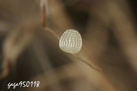 台灣黃斑蛺蝶，卵