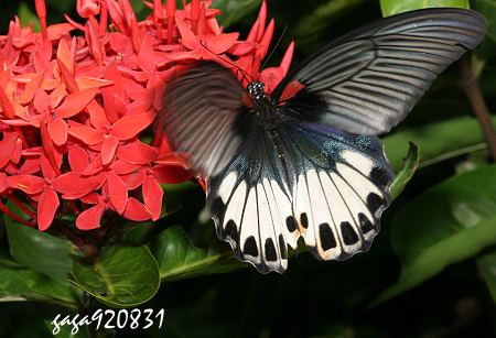 大鳳蝶，雌蝶的無尾型
