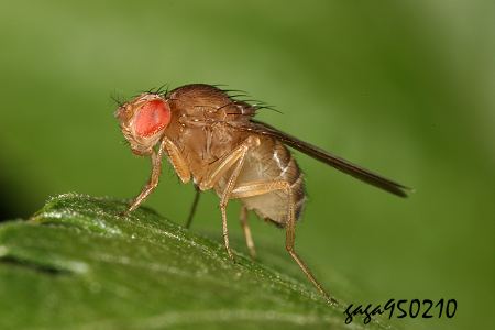 Drosophila immigrans