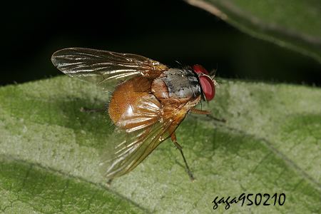  Dichaetomyia sp.
