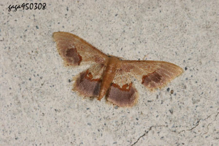 褐斑波姬尺蛾 Idaea egenaria