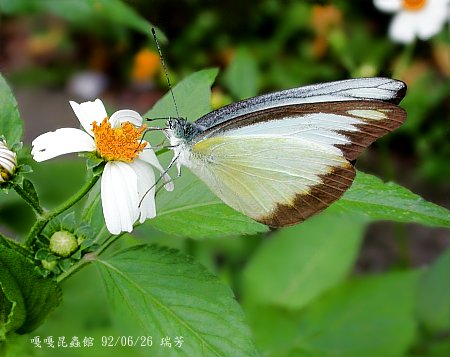 台灣粉蝶