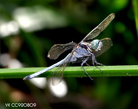 Orthetrum luzonicum