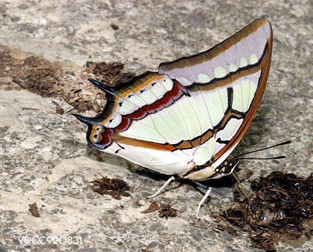 姬雙尾蝶