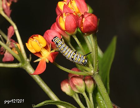 樺斑蝶，幼蟲
