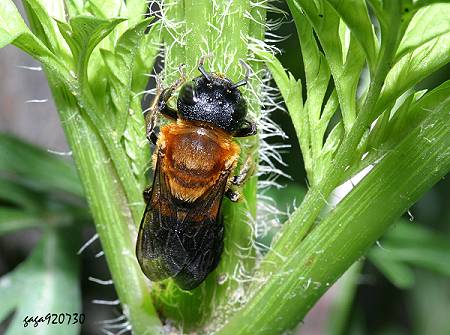 切葉蜂  Megachile sp.   