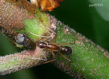 Camponotus carin tipunus