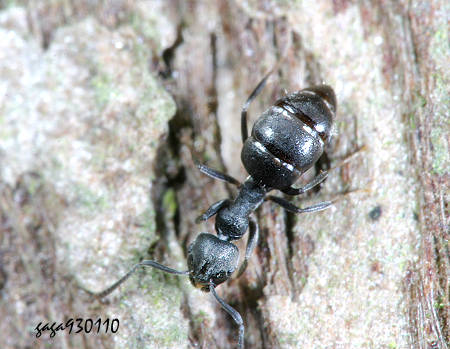 白足扁琉璃蟻 Technomyrmex albipes  