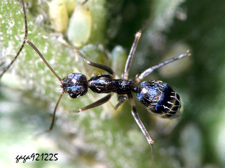 長角黃山蟻