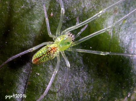 绿鳞长脚蛛Tetragnatha squamata