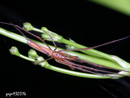 日本长脚蛛 Tetragnatha maxillosa
