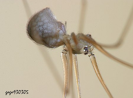 Spermophora senoculata