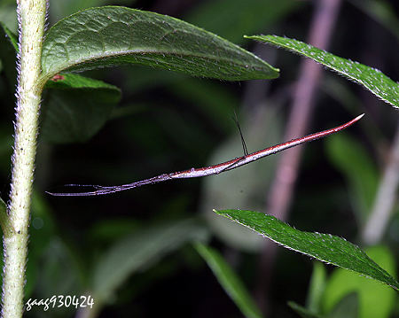 Ariamnes cylindrogaster