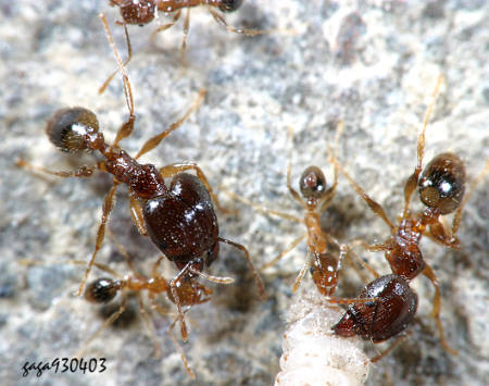 擬大頭家蟻 