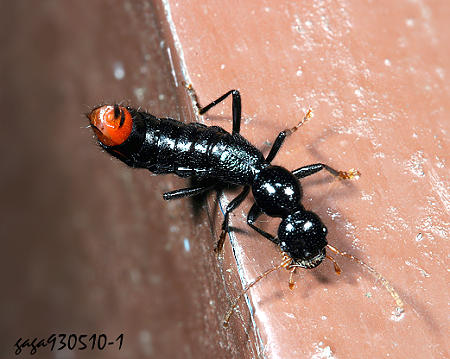 黑巨隱翅蟲Megalopaederus  sp.