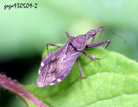 Tapirocoris limbatus