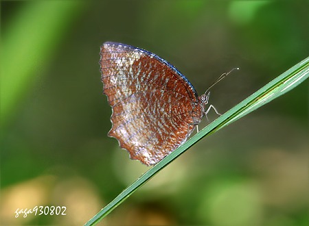 藍紋鋸眼蝶