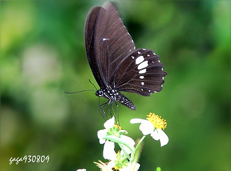 Papilio castor formosanus