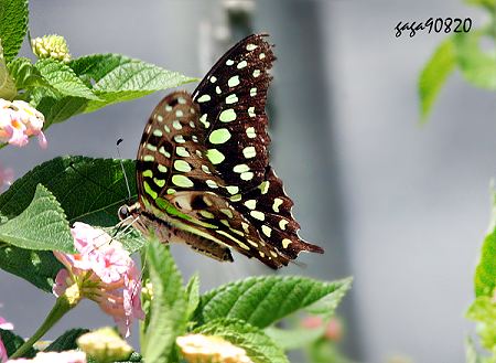 綠斑鳳蝶   