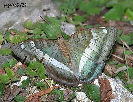 西藏綠蛺蝶 