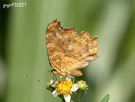 黃鉤蛺蝶