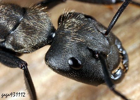 Camponotus formosensis 