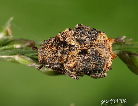 鱗毛扁花金龜Hybovalgus thoracicus