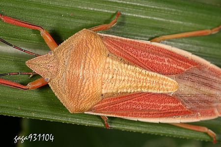 Megarrhamphus truncatus