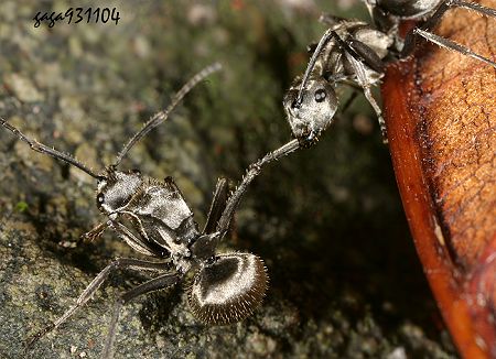 棘山蟻