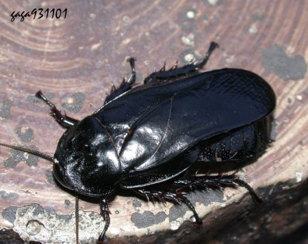 黑褐硬蠊外觀很像甲蟲