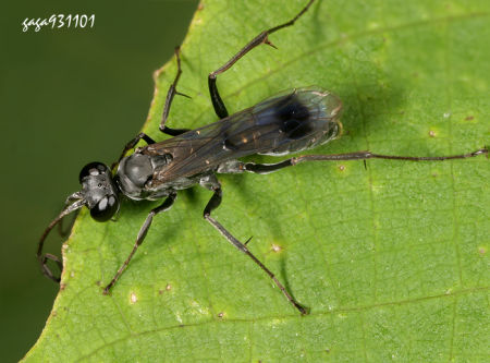叉爪蛛蜂屬 Episyron  sp.    