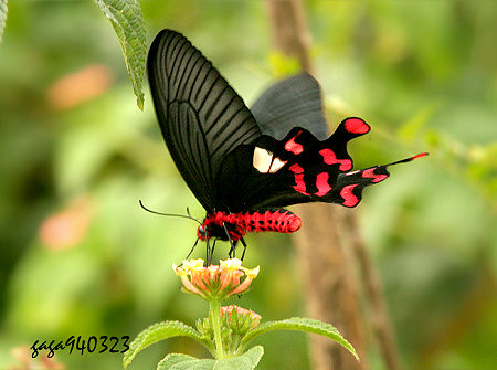 大紅紋鳳蝶