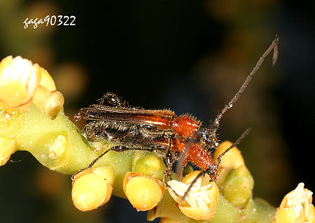 Kurarua  constrictipennis 