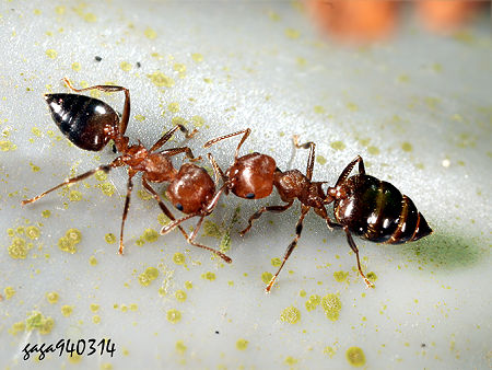 螞蟻相向而過時，會以觸角碰觸的方式互通訊息。