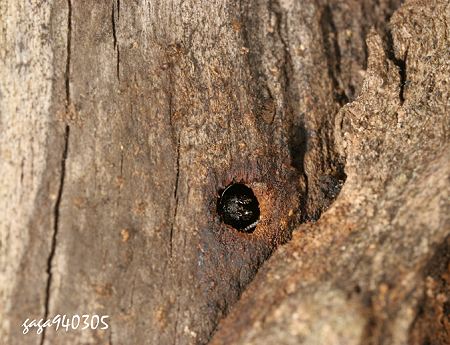有一隻螞蟻在洞口張望，天氣太冷了，躲在裡面不敢出來！