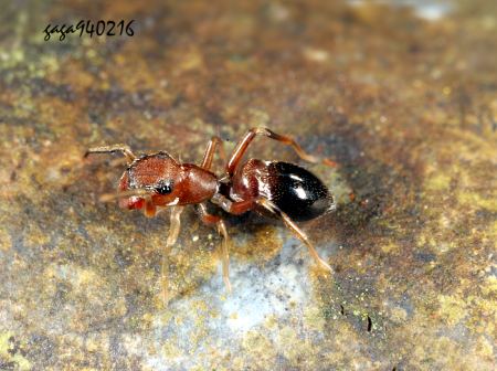 日本蚁蛛 Myrmarachne japonica