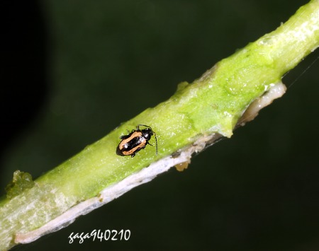 Phyllotreta striolata