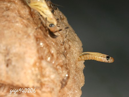 螳螂孵化