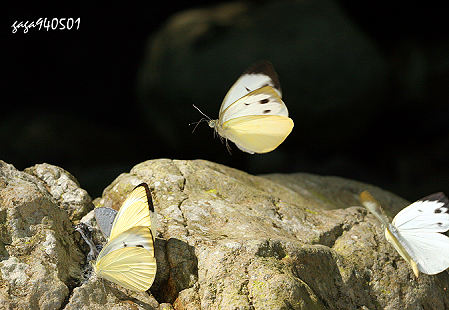 輕海紋白蝶