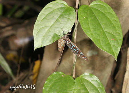 小紋青斑蝶，雌蝶於幼蟲寄主植物的布朗藤葉背產卵。