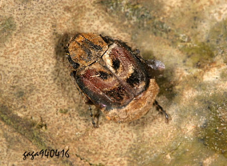 鱗毛扁花金龜
