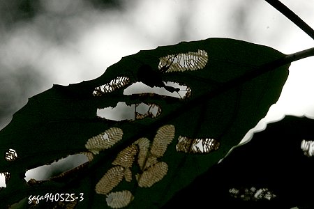 藏匿叶下的卷叶象鼻虫