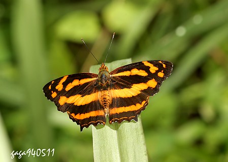 寬紋黃三線蝶 