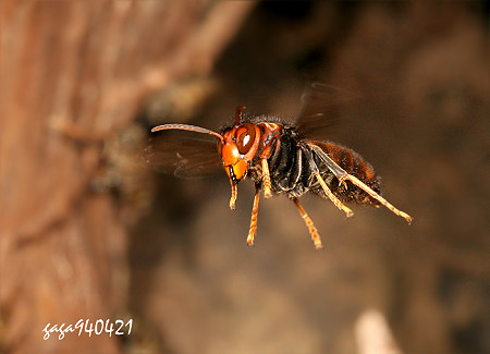 黄脚虎头蜂，飞到野蜜蜂的巢里示威