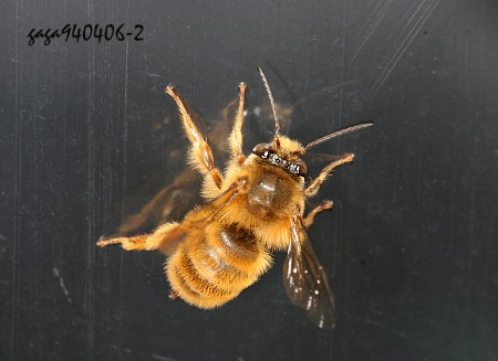 條蜂  Anthophora sp 
